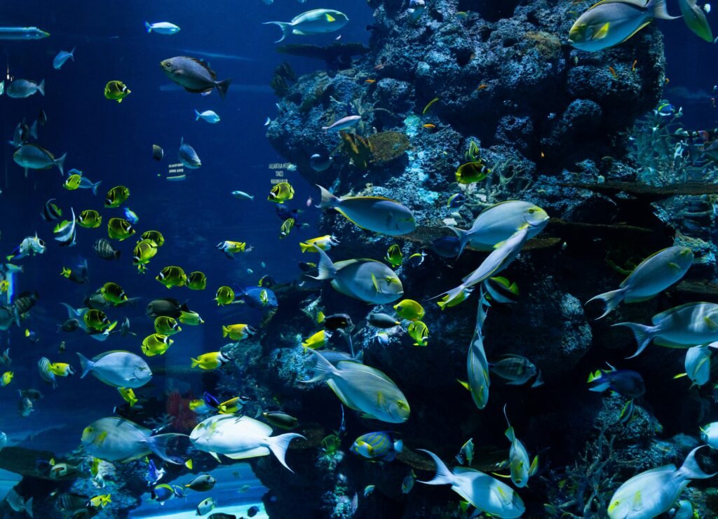 marine life near coral reefs